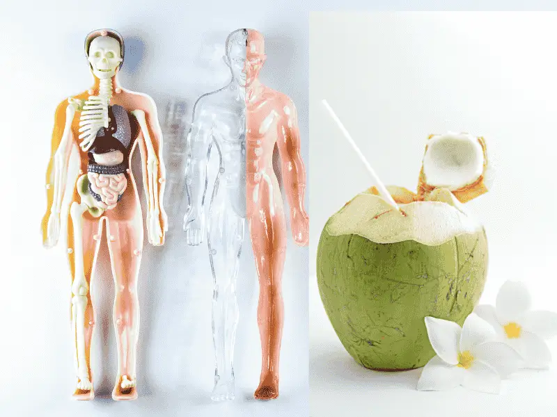 Benefícios da Água de Coco para o Seu Corpo