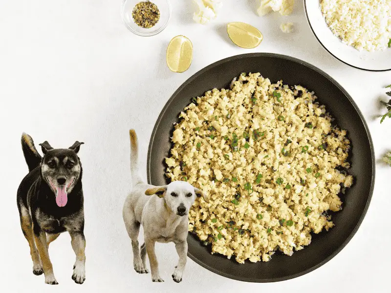 1. Arroz, Frango e Abóbora Ingredientes: 100g de peito de frango cozido e desfiado 2 colheres de sopa de arroz integral cozido 2 colheres de sopa de abóbora cozida e amassada 1 colher de chá de óleo de girassol Modo de preparo: Misture tudo, espere esfriar e sirva. Pode ser congelado em porções diárias.