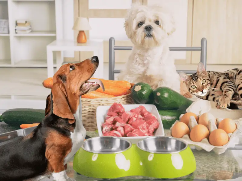 Receitas Caseiras para Cães e Gatos